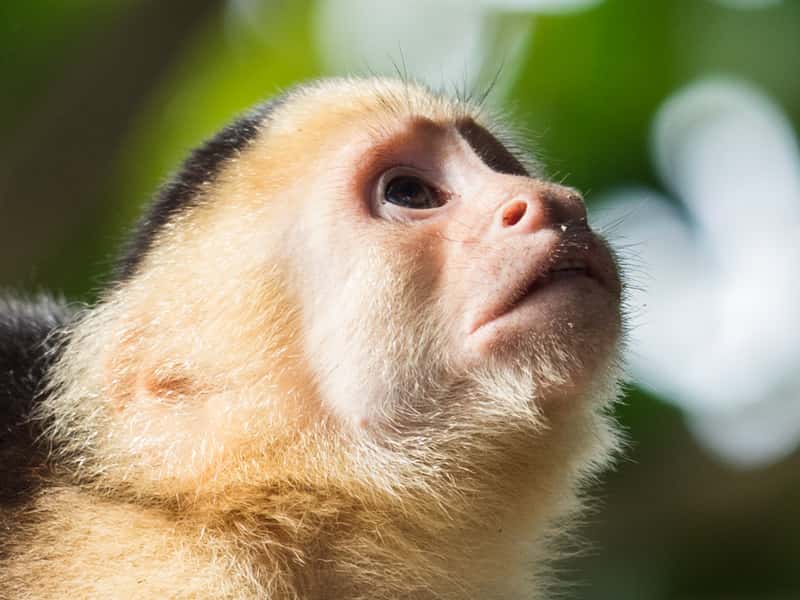 white-faced-capuchin-02