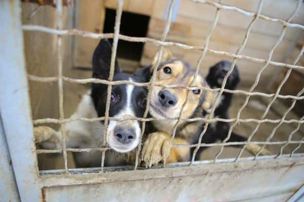 abandoned-dogs-in-the-kennelhomeless-dogs-behind-bars-in-an-animal-shelter-sad-looking-dog-behind-the-fence-looking-out-through-the-wire-of-his-cage-animal-shelter-boarding-home-for-dogs