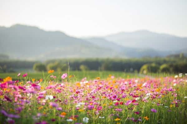 cosmos-flower-fields