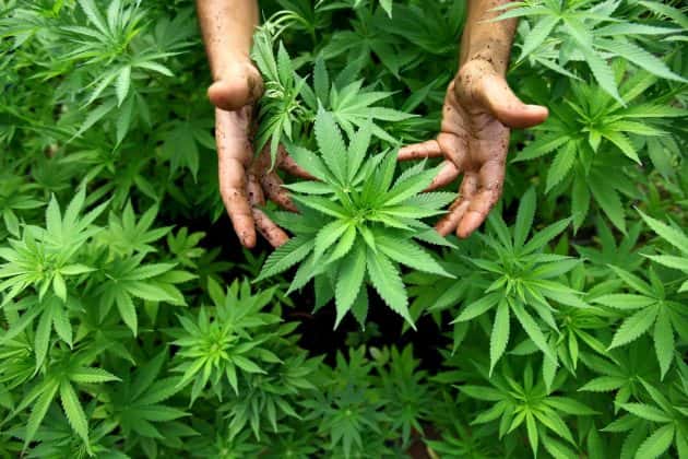 file-israel-cannabis-legalization-usa