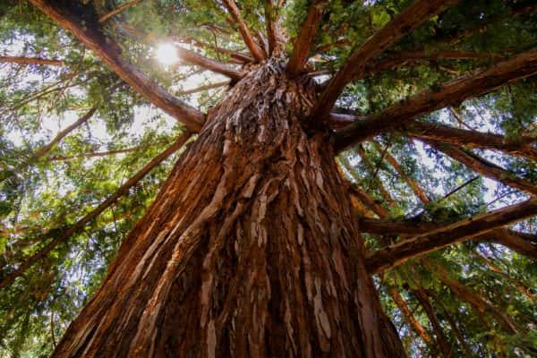 sequioa-redwood-tree-bark