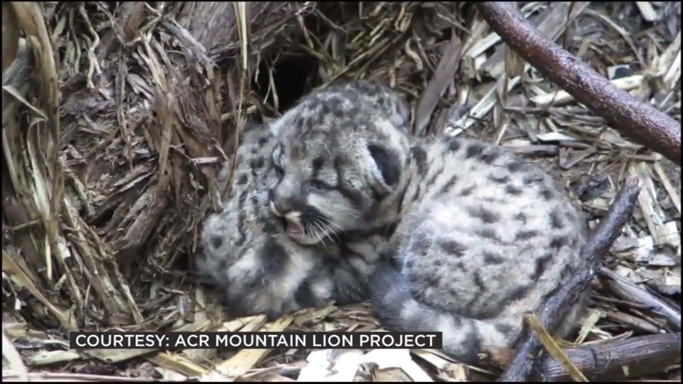 mountain-lion-kitten