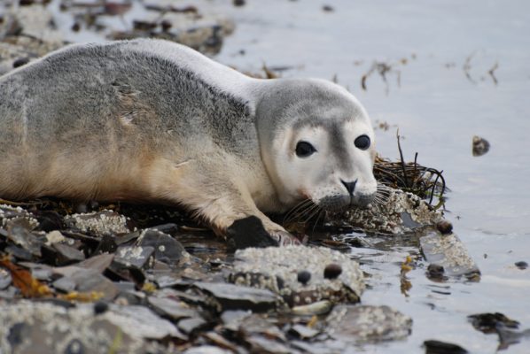 harbor-seal-pup-at-the-oceans-edge