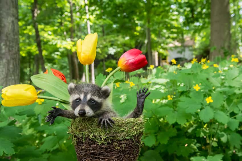 a-baby-raccoon-playing-in-a-flower-pot
