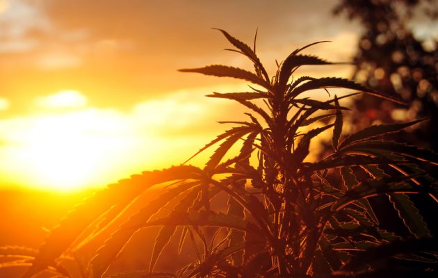 cannabis-plant-at-sunrise