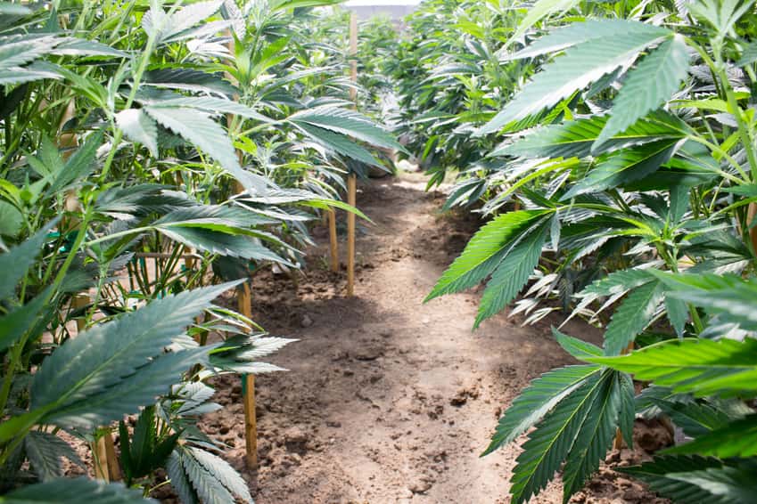 Santa Rosa City Council Postpones Outdoor Pot Garden Ban Again KSRO