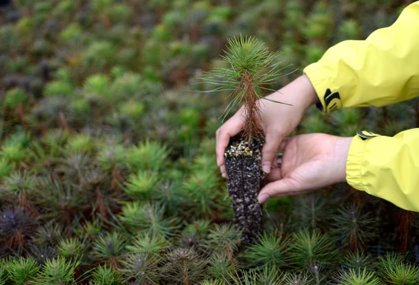 in-your-hand-the-pine-tree-seedlings