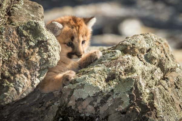 female-cougar-kitten-puma-concolor-amongst-rocks
