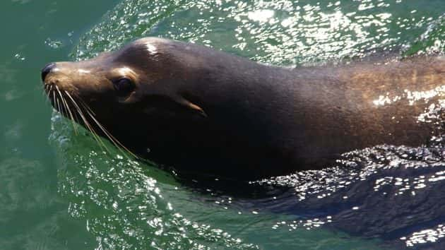 getty_052417_sealion