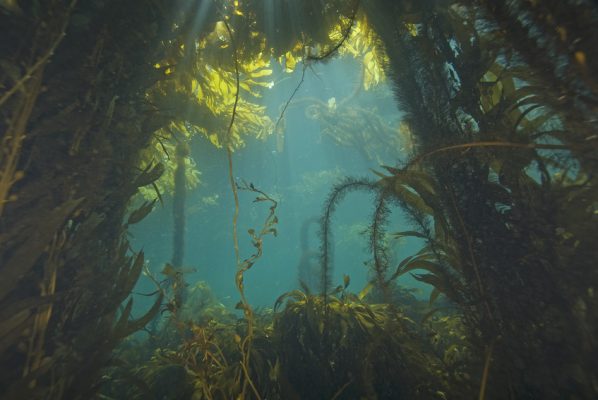 seaweed-at-california-kelp-forest