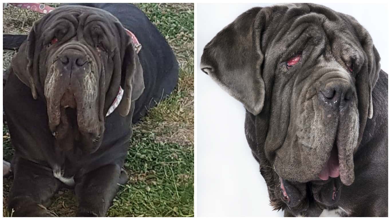 martha-ugliest-dog-2017