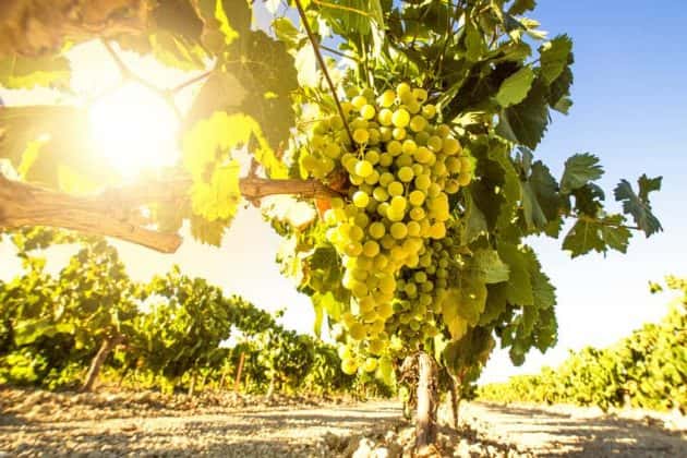 white-wine-grapes-in-vineyard-on-a-sunny-day
