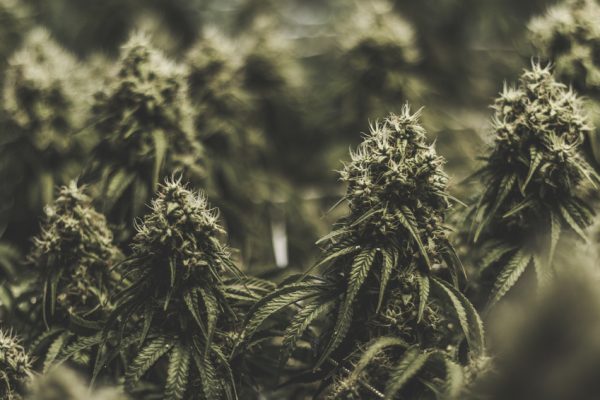 large-isolated-indoor-medical-marijuana-bud-background