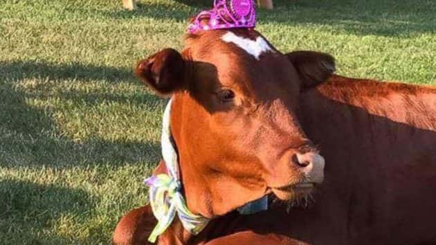 rescued-cow-bday-ht-hb-17072_4x3_992