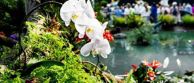 hall-of-flowers-banner