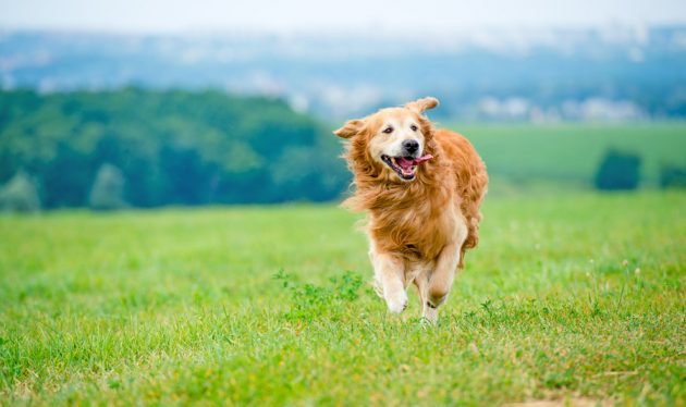 running-golden-retriever-dog