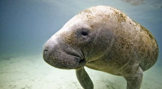 Two manatees rescued after Irma drains Florida bay | KSRO