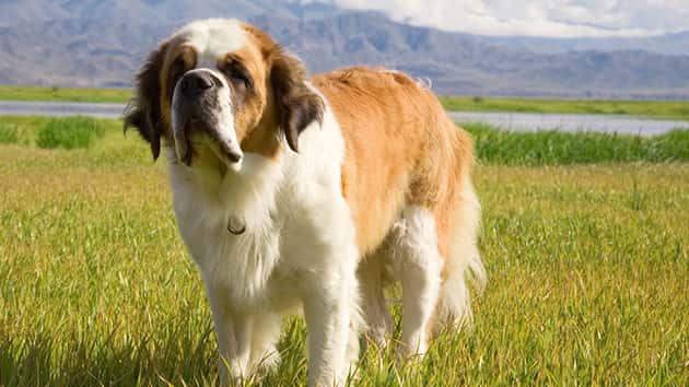 thinkstock_100517_stbernard