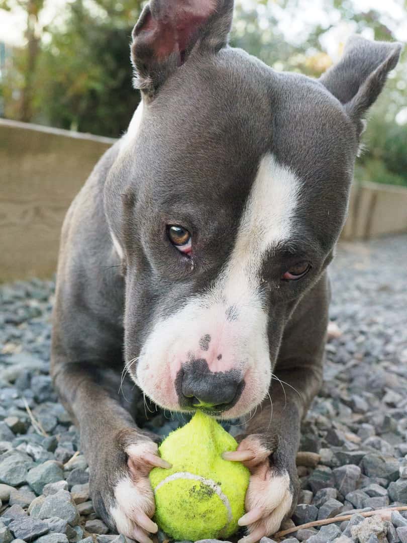 Pet of the Week: Leona | KSRO