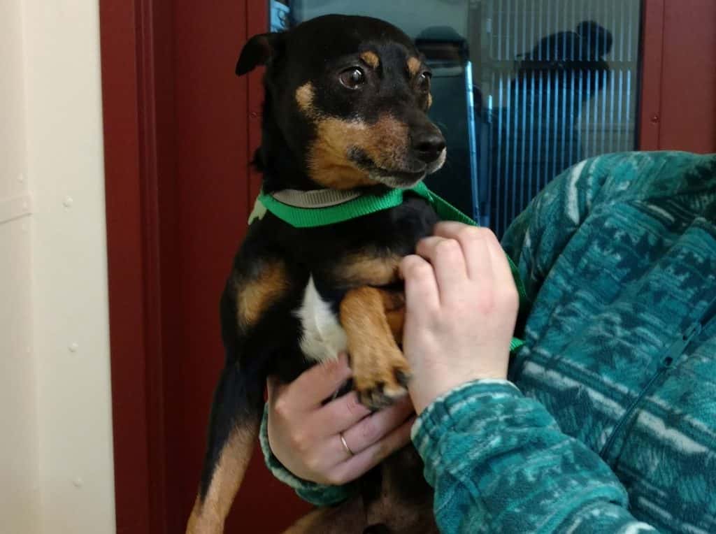 Primary Bay Area Pet Fair Facebook Photography