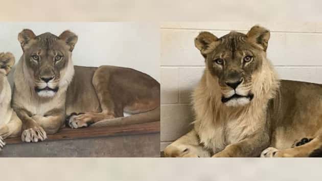 lioness-03-as-ht-180223_12x5_992