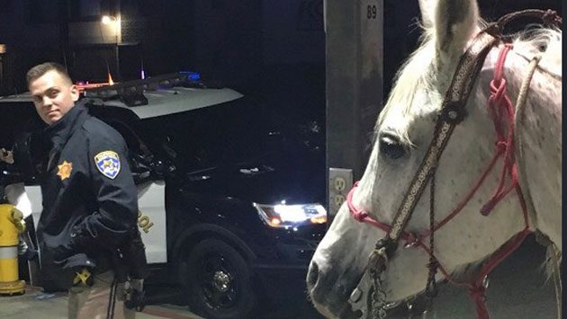 Police Nab Drunken California Man For Riding Horse On Highway | KSRO