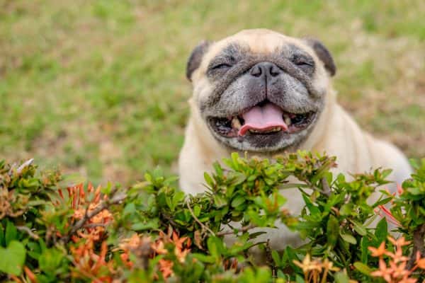 happy-dog