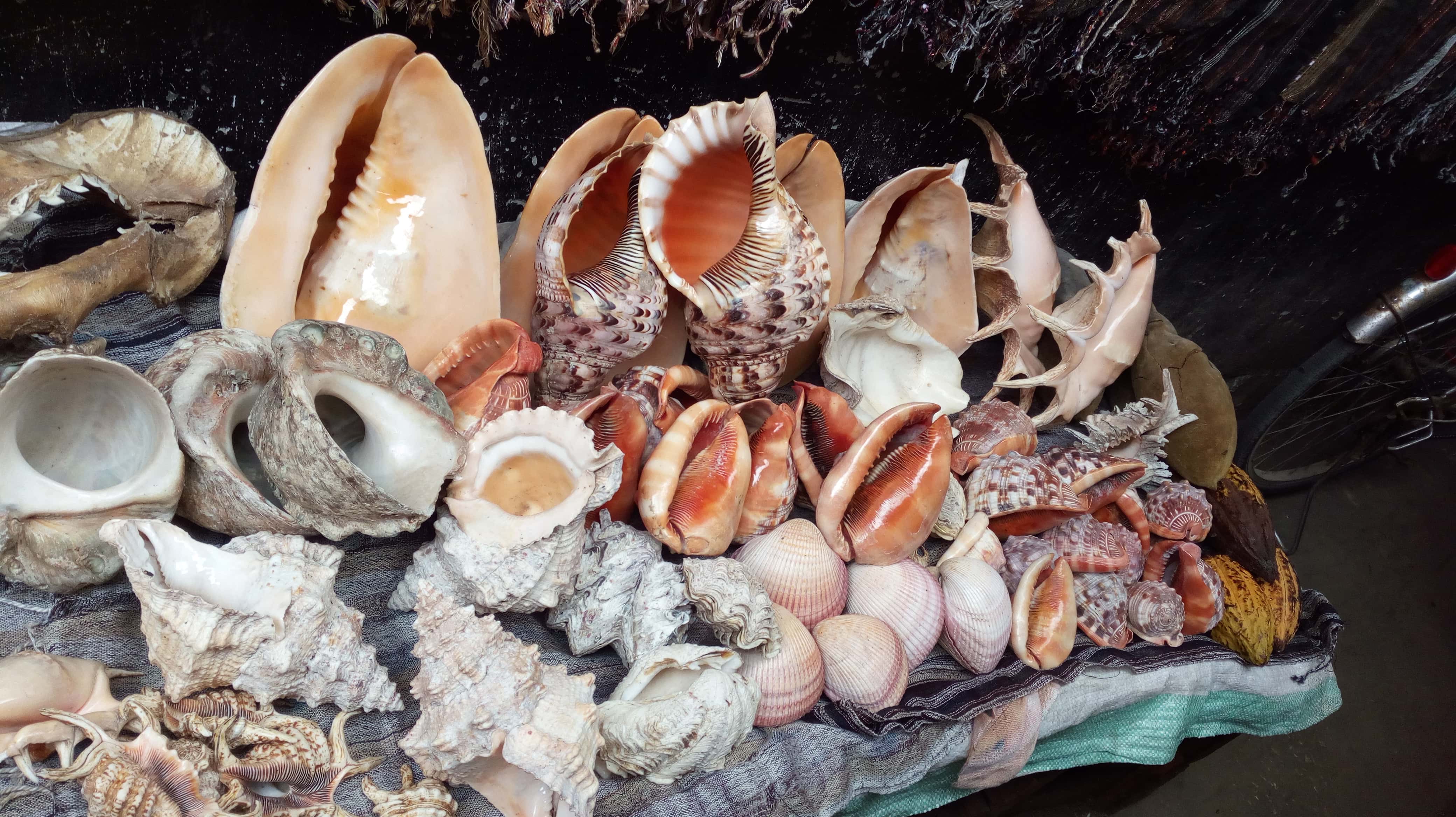 First Case of Human Illness from SportCaught Mussels Prompts Warnings KSRO