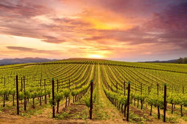 sonoma-county-vineyard