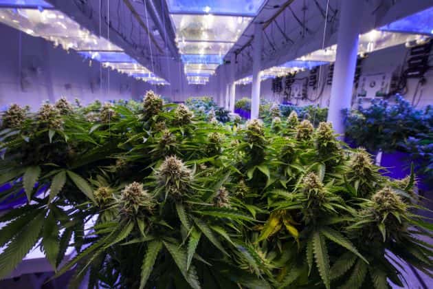 marijuana-commercial-grow