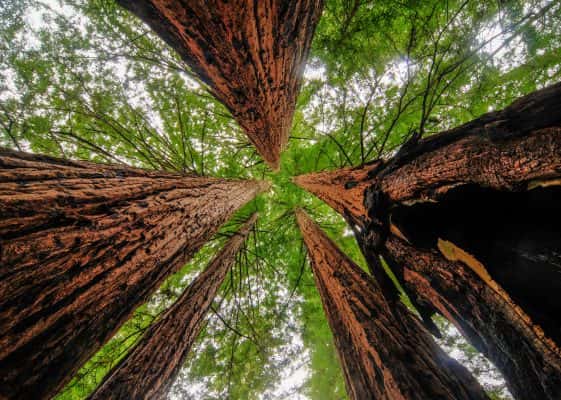 tall-redwood-trees