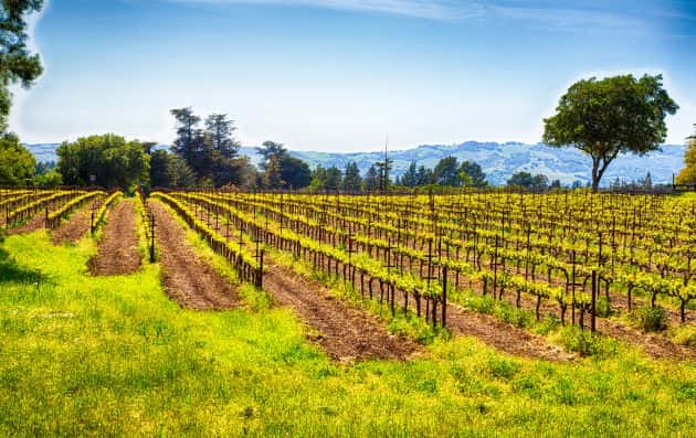 sonoma-county-vineyard-2