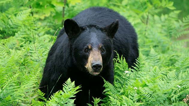 getty_051318_black_bear