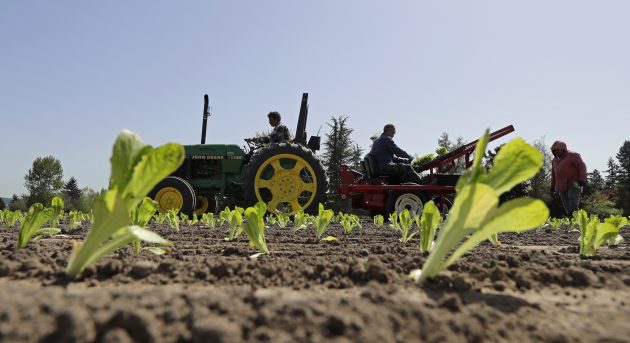 lettuce-outbreak-businesses