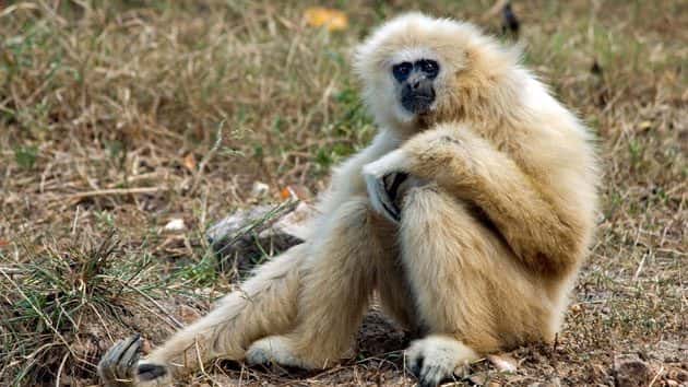 062218_getty_gibbon