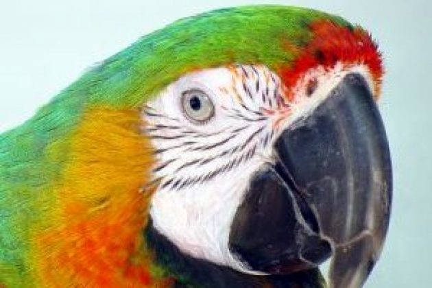 veteran-tony-marcello-tia-therapy-macaw