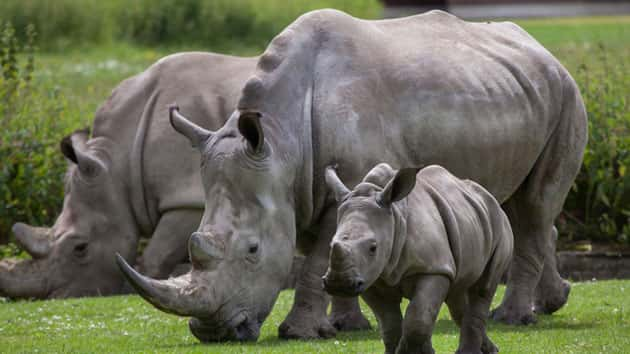 Video shows rhinoceros ramming car in Mexican safari park | KSRO