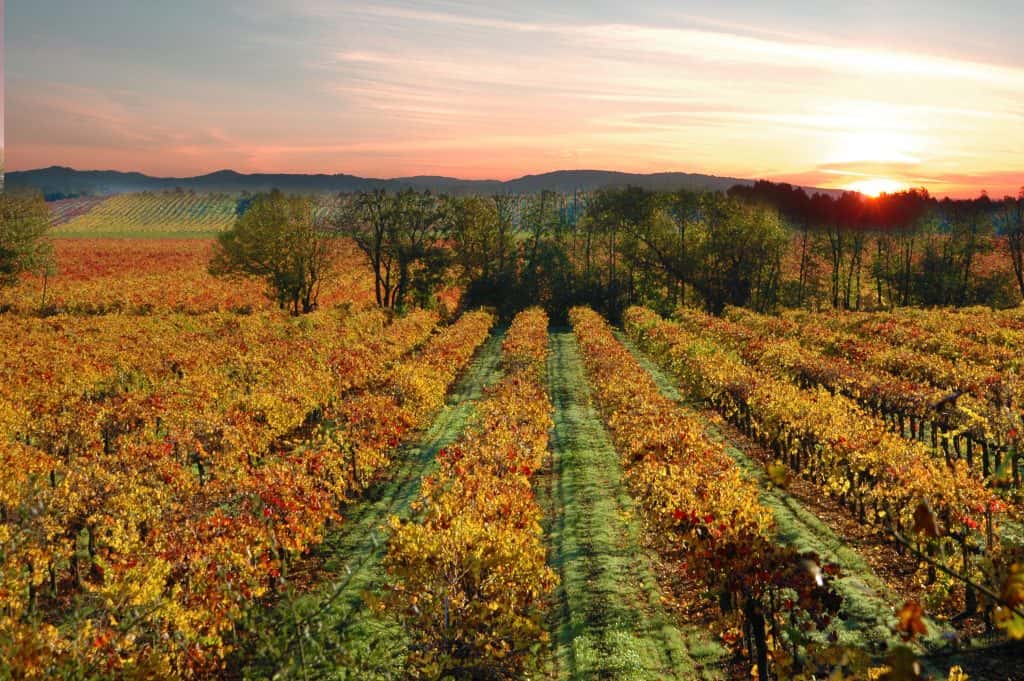 Farmworkers Defend Wine Industry Practices During Wildfires - Vimarsana News