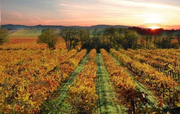 sonoma-county-vineyard-sebastopol