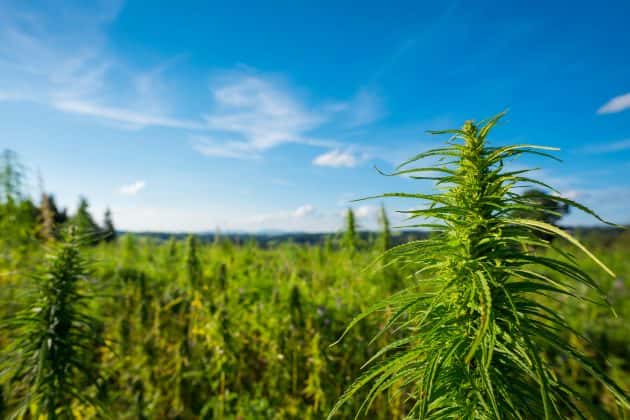 illegal-marijuana-farm