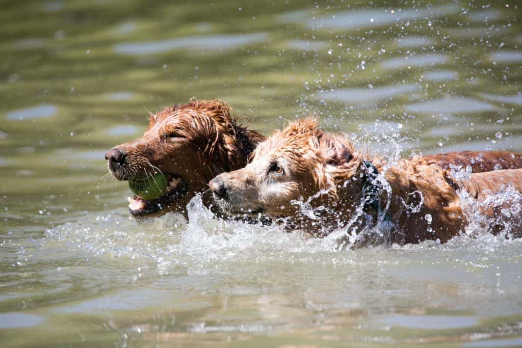 INTERVIEW: The Sonoma County Parks Presents Water Bark at the Spring ...