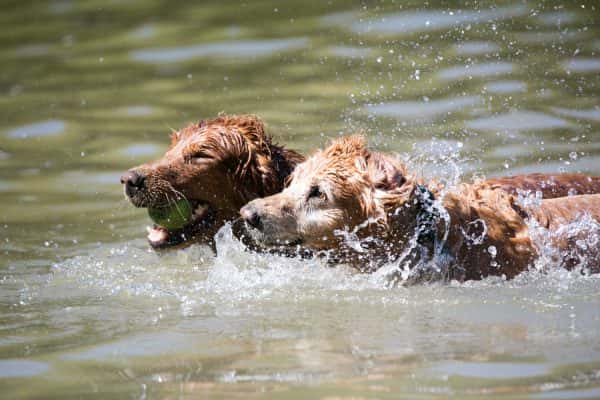 spring-lake-water-bark-2018-dogs-julie-vader-photographer