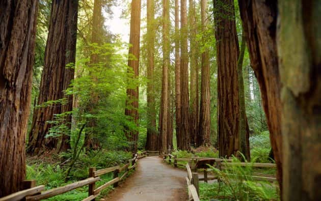 great-redwood-trail