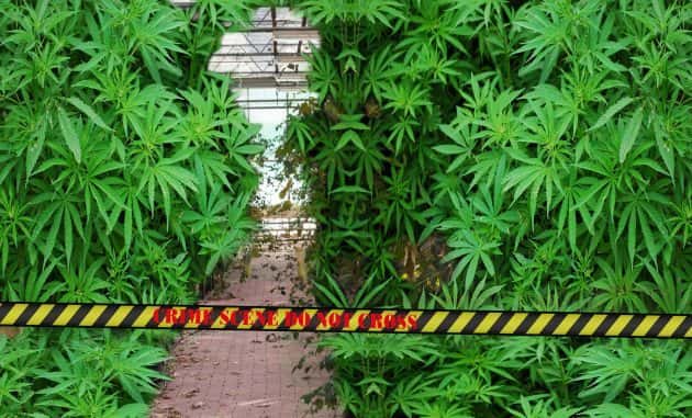 illegal-marijuana-farm-2