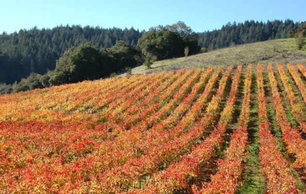 sonoma-county-winery-near-sebastopol