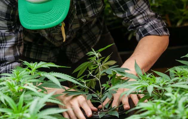marijuana-farming