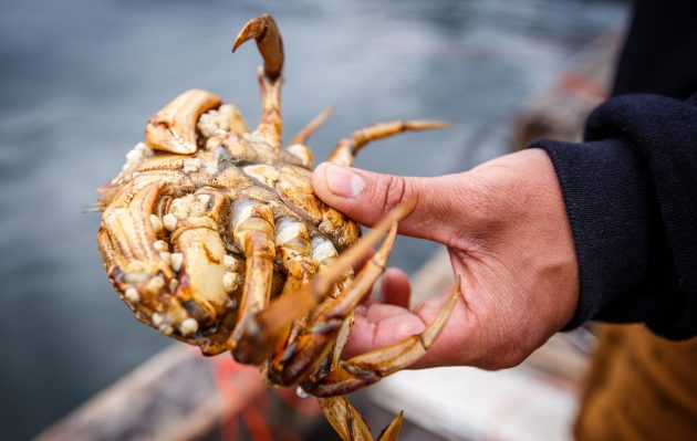 crab-in-fishermans-hand