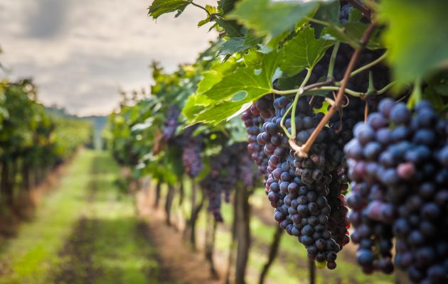 winery-grape-harvest