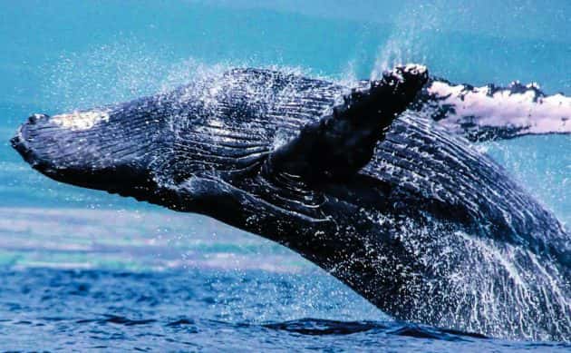 humpback-whale-2