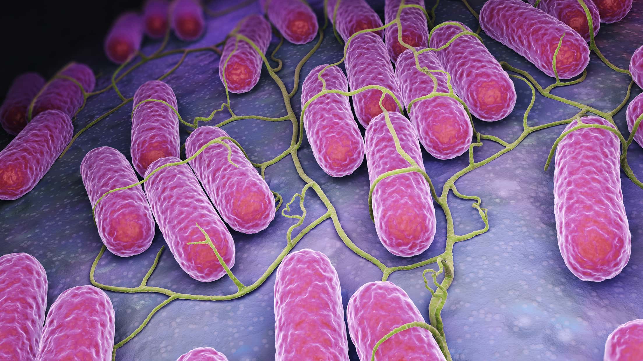 What to know about Salmonella after recent outbreaks have made hundreds